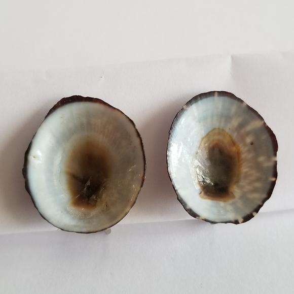 Vintage seashell screwback earrings sea shell silver tone ocean beach co… - Picture 2 of 10